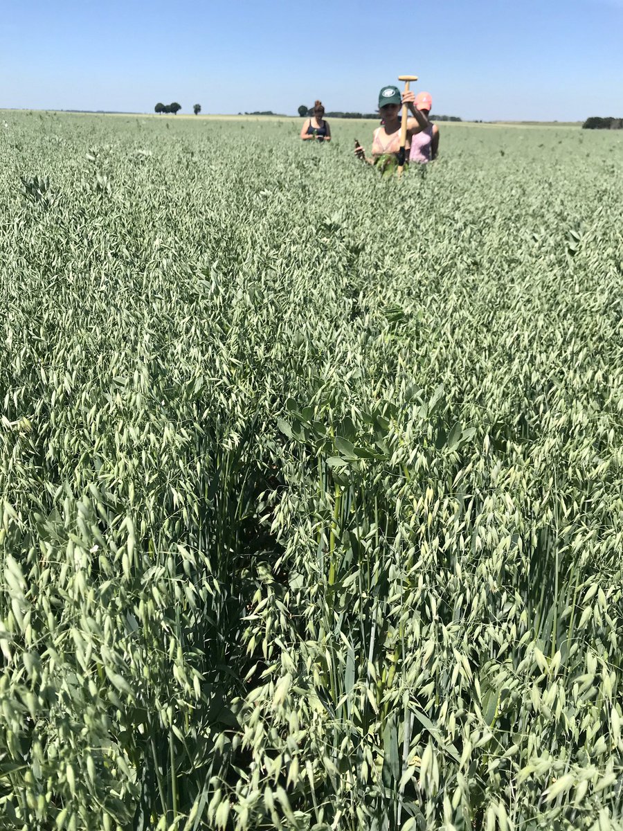 Associations 🌾/☘️ :
Blé + pois
Avoine + féverole
<a href="/Regenacterre/">Regenacterre</a> <a href="/SoilCapital/">Soil Capital</a>