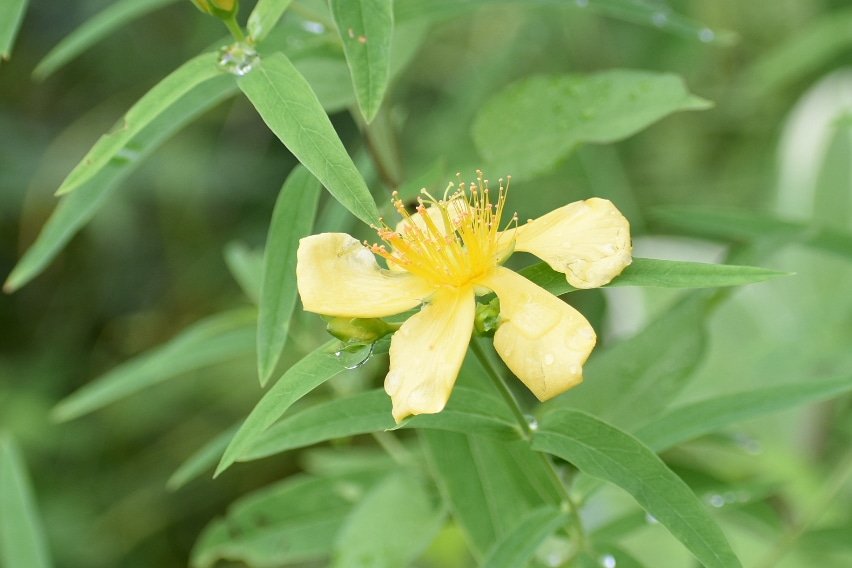 オトギリソウ科 Twitter Search Twitter