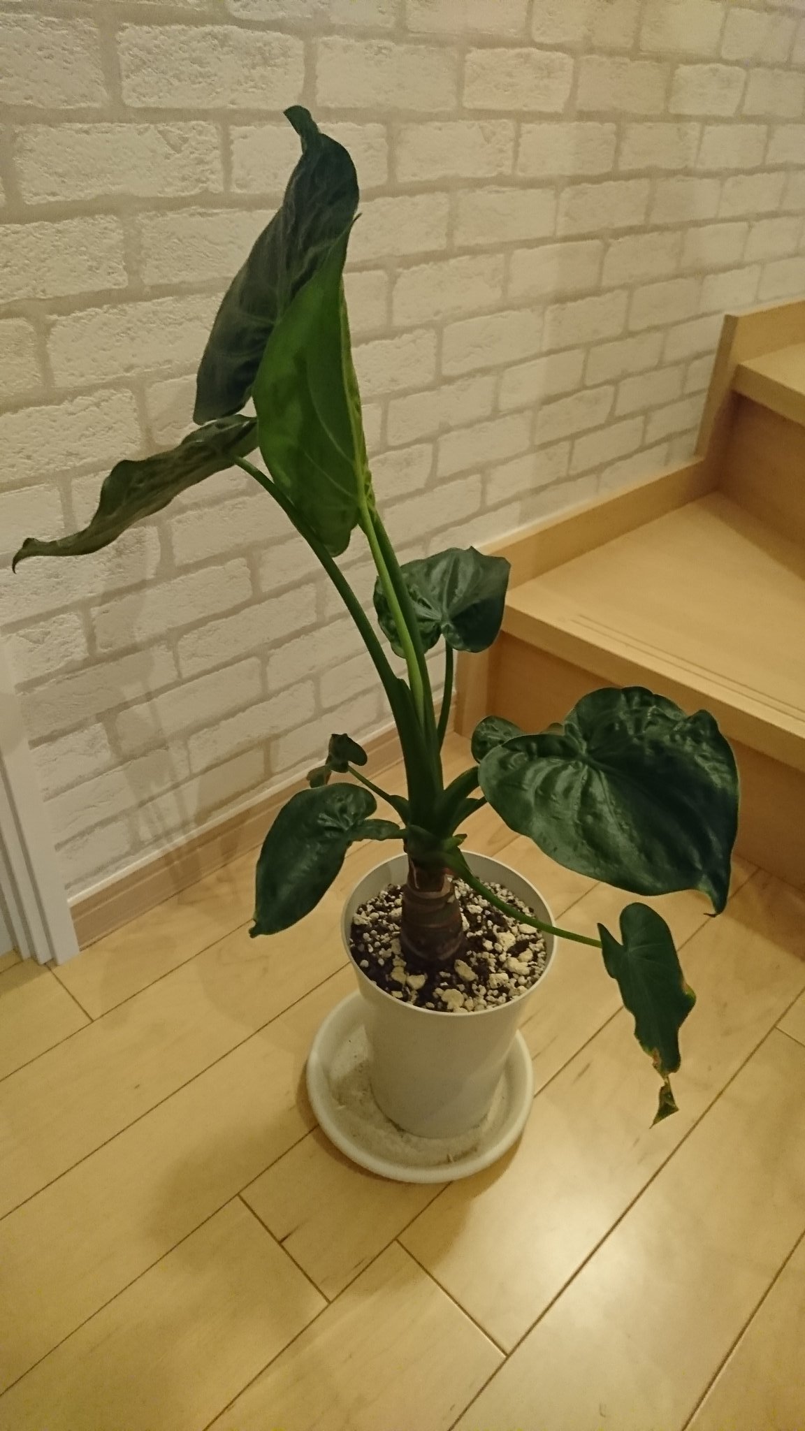 クレニャー モンステラの葉が開きました 100均産クワズイモも元気 アンスリウムも花芽2個上がって来てるよー ラストは本日新入り カインズで400円弱 名前は不明だけど 綺麗な斑入りで華やか W 観葉植物 T Co Q7jgz1rnas Twitter