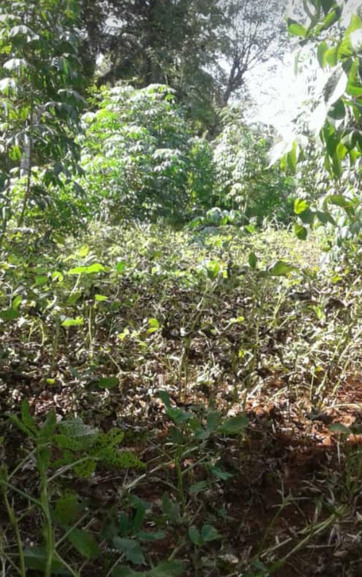Waktunya panen kacang
