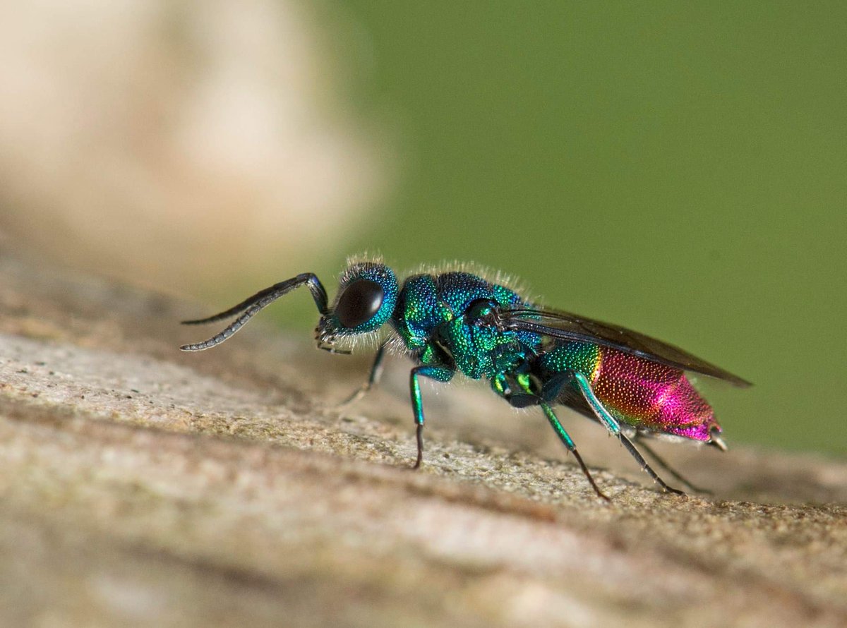 Bijenlint's tweet photo. Net als vorig jaar de in het noorden zeldzame chrysis immaculata in de tuin.
#goudwesp #bijen #bijenhotel @Bijenlint @Natuurmonument #tuin #insectentuin https://t.co/2SbaN3XaFr https://t.co/aURjp8513k