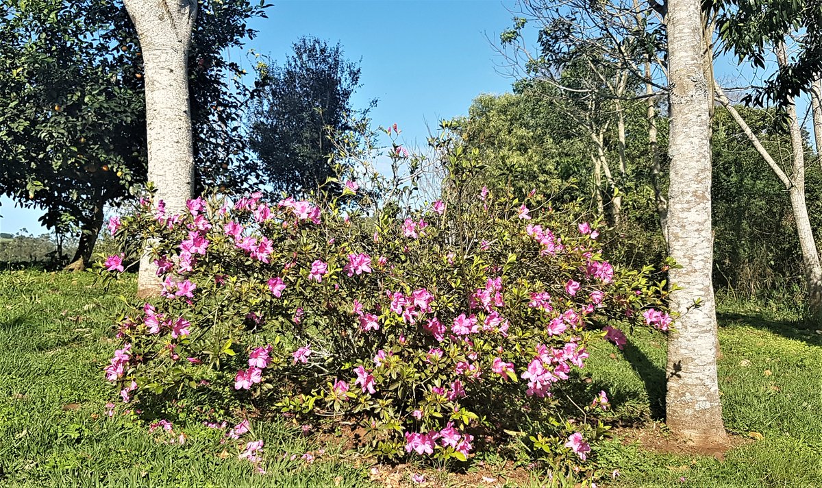 puromoconalodge's tweet photo. En Puro Mocona Lodge & Tours las plantas florecen, se llenan de brotes y resplandecen conmemorando el inicio del Invierno.
Misiones, puroverde, puranaturaleza, puroaire
#selva #saltosdelmocona #Misiones #excursiones4x4
Sumate a la comunidad, seguinos en las redes y recibi Promos https://t.co/nPLqWypkFQ