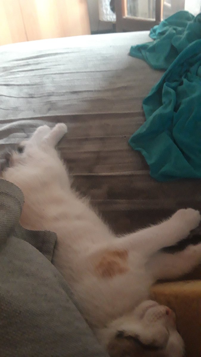 TailletBenoit1's tweet photo. @jujufitcats je te présente Elsa une pile électrique mais la il fait trop chaud même pour elle https://t.co/wNS2mfB8Nj
