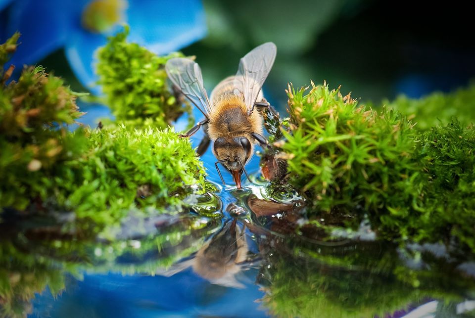 Icko Apiculture 🐝 tweet media