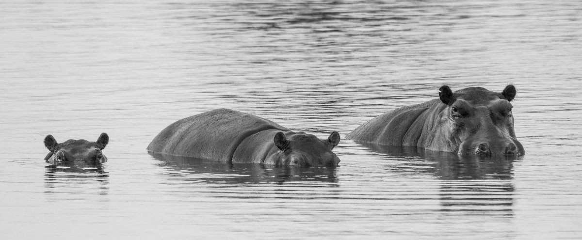 #ThrowBackThursday all the way to 2007 and my first trip to #Botswana. Still one of my favourite #Hippo pics! #InspringAfricanTravel