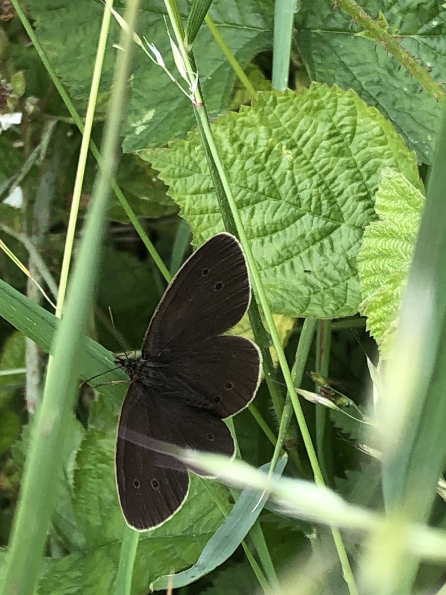 A young ringlet seen on Watership Down, in lieu of any rabbits <a href="/savebutterflies/">Butterfly Conservation 🦋</a>