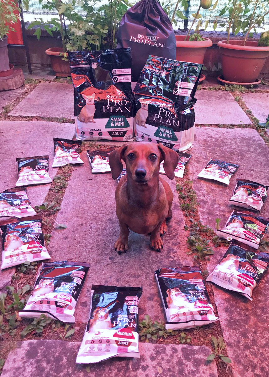 al3i00's tweet photo. Loro super contente di provare queste nuove crocchette al salmone🐟! 
In 30 giorni dovremmo vedere miglioramenti netti sulla salute del pelo e della pelle! Vi teniamo aggiornati🥰 @ProPlan #PurinaProPlanDerma  #prodottoinviatoda #Purina #Proplan #Optiderma #insiderStories https://t.co/4rhy5fW9R1