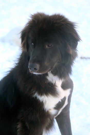 newfoundland collie