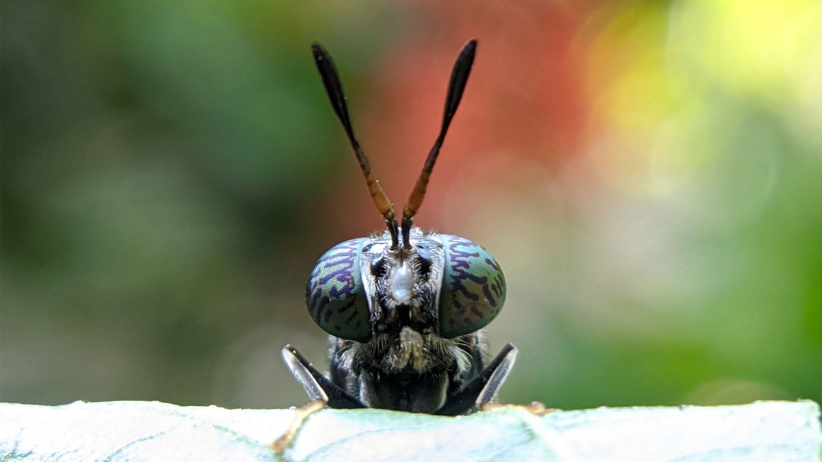 Entocycle's tweet photo. Native to South America, the black soldier fly is one of the world’s fastest-growing insects, gaining up to 10,000 times its own body weight in just two weeks.

#NIW2020 #NationalInsectWeek https://t.co/iK1wlP9hpI