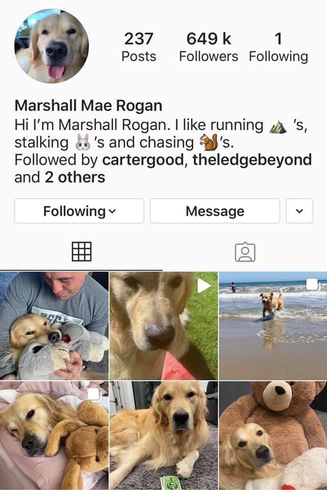 DanielPriestley's tweet photo. If ever you feel like you’ve really made it, keep in mind that a golden retriever has 650K followers on instagram ... https://t.co/vT3FbYYN8l