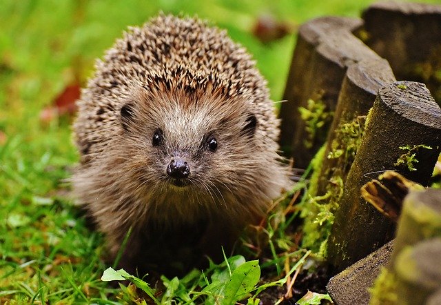 It's so hot and wildlife are in desperate need of water so please leave out fresh water each night 😀 Also, the ground will be so hard diet so supplementary feeding for hedgehogs is essential with a dry kibble such as Brambles Crunchy 🦔 📷 Alexas Photos on Pixabay #hedgehogs