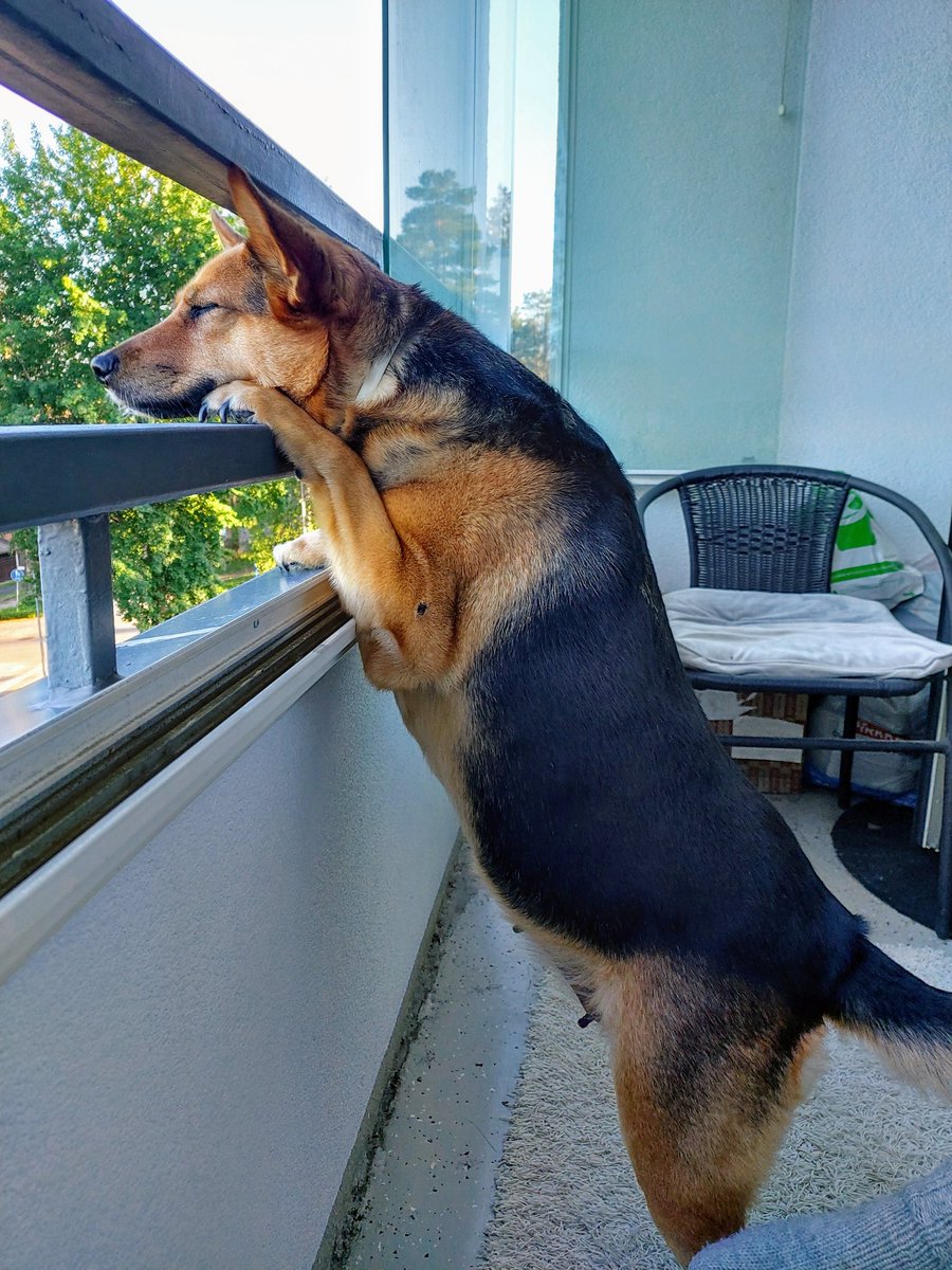 schnappsandace's tweet photo. DD checkin the situation downstairs ♡
#dogsoftwitter #thisiskay #pure https://t.co/2k92ouASjH