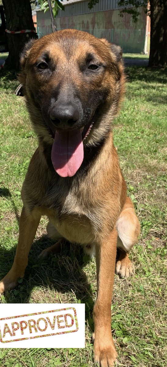 Our second dog for detection in CBRN is approved for duty! Figo is a 10 months old Belgian Malinois who will be trained as EDD #EUbullseye