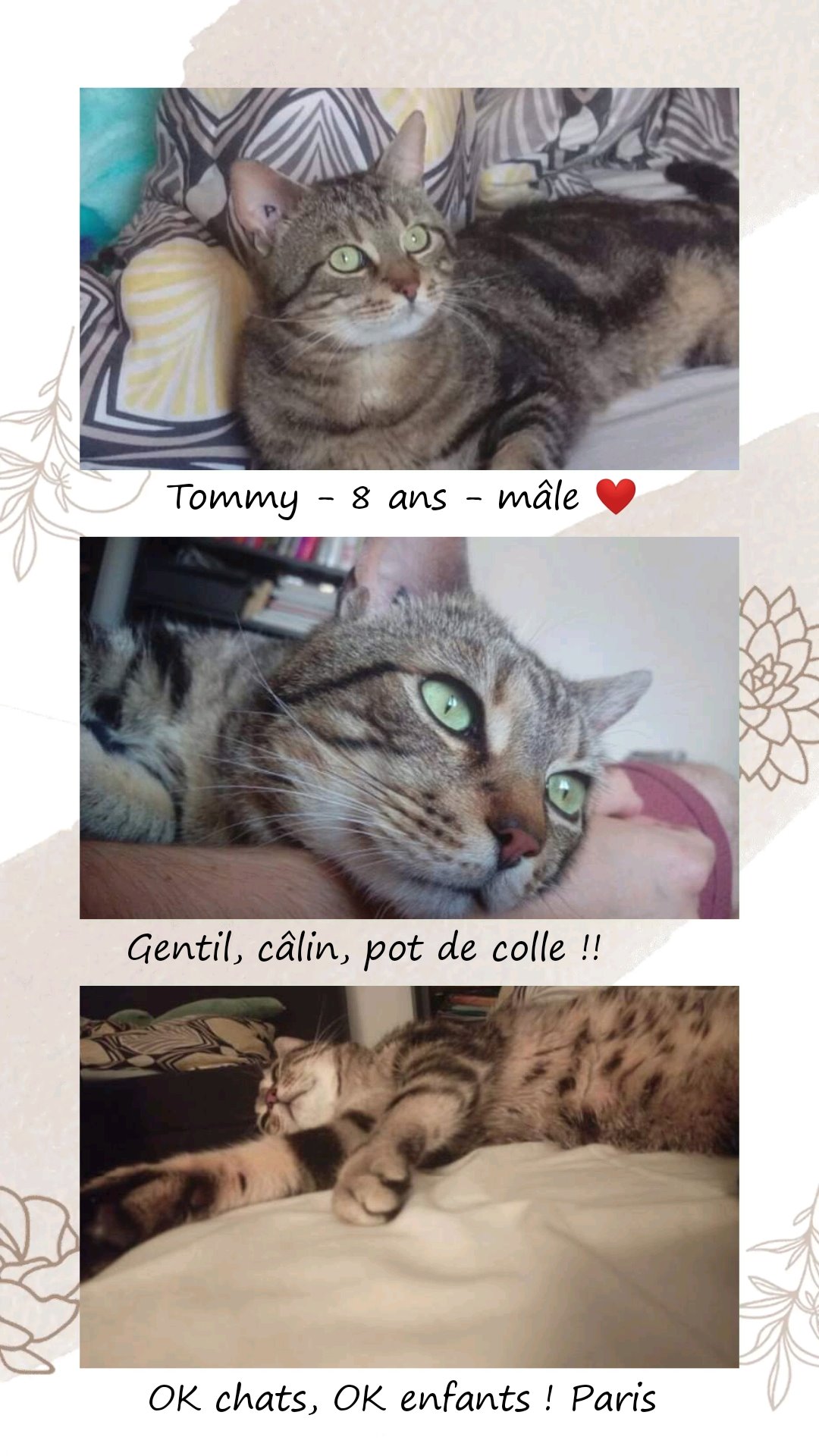 Sauvetage Et Chats En Detresse Adoption Paris Hey Je M Appelle Tommy Et Suis Un Doux Chat De 8 Ans Je Suis Une Douce Boule D Amour Qui Demande Beaucoup