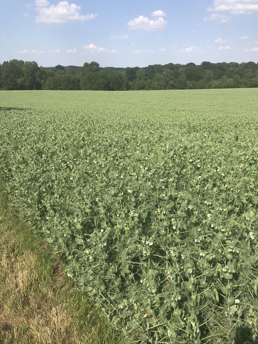 mikedav58's tweet photo. Sakura peas looking fantastic in the sunshine @AgriiUK @DaltonSeeds https://t.co/UomBJYIJmI