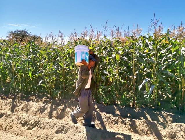UNICAP_UABCS's tweet photo. Frente a esta crisis que cambió nuestra realidad, hay personas que se agigantan por sus quehaceres. Algunos de ellos, las mujeres y hombres que le dan vida a los sistemas agroalimentarios para la producción de alimentos. https://t.co/yzuS8QWCNW
