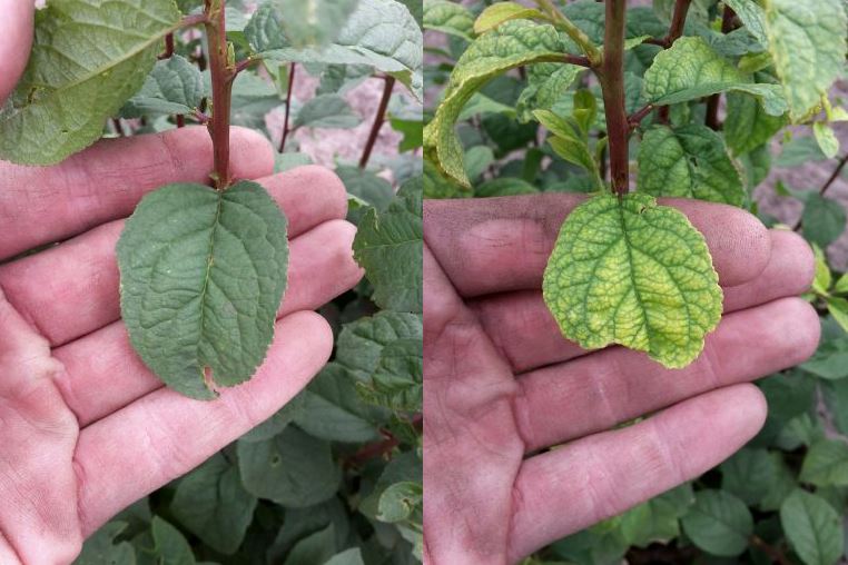 Het belang van #sporenelementen wordt soms wel héél duidelijk zichtbaar! 😙 Voorkom sporentekorten door preventief organisch gebonden sporenelementen te strooien-/door te mengen met #DCM_MicroMix of in het seizoen curatief met bladmeststof #DCM_OlegaComplex <a href="/dcmnederland/">DCM Nederland</a>