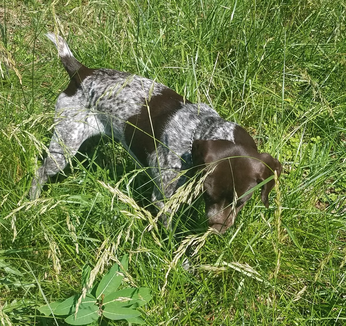 Gotta love bird dogs in their natural habitat 
 #germanshorthairedpointer