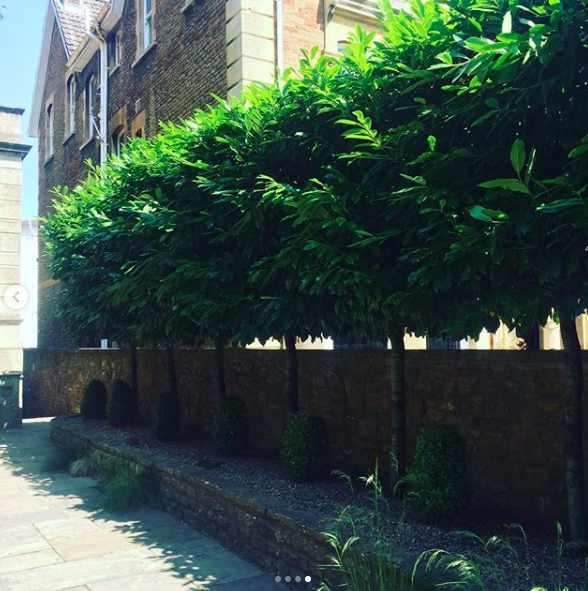 secretgardenweb's tweet photo. It’s always a pleasure working in this #formalgarden 💚 Did a good tidy and #trimmed the #pleachedtrees 🌿
The #acers are looking beautiful!

#cherrylaurel #pleached #gardenmaintenance #gardenlovers #gardeninglife #lovewhatyoudo #womenintrades #lowboxhedge #victorianproperty https://t.co/p6kOg1eZcB