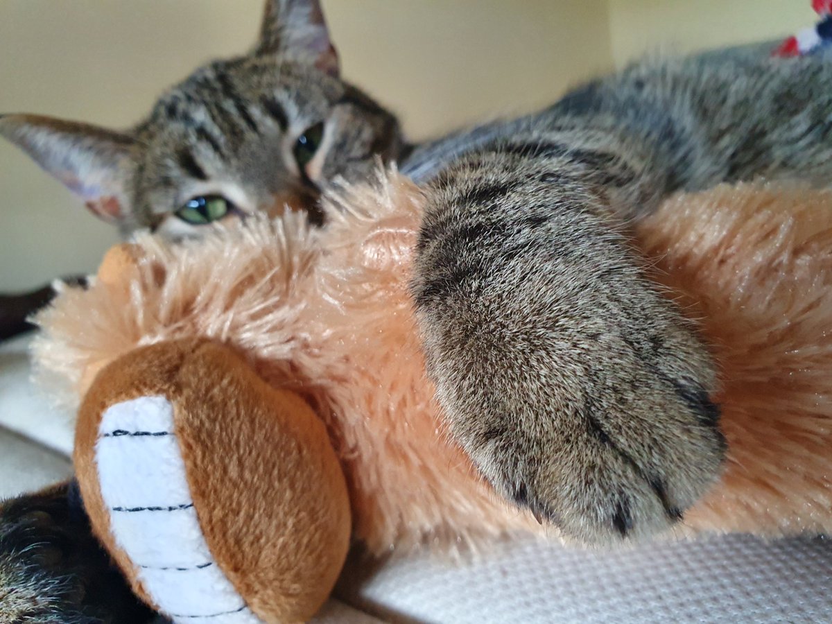 Favoreq's tweet photo. @dorota98765 #spinka 🐾 https://t.co/AtnVHlWB1V