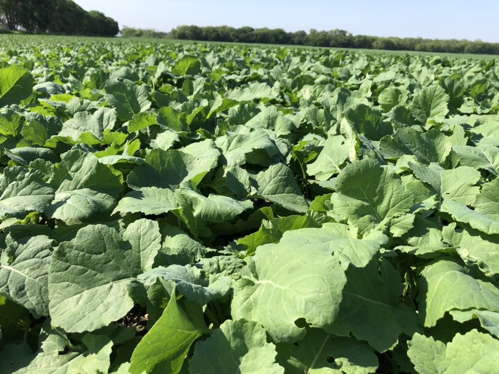 field2fieldag's tweet photo. @ByWehrle @BrettYoungSeeds I would agree with that. https://t.co/PGuyQ8SJED
