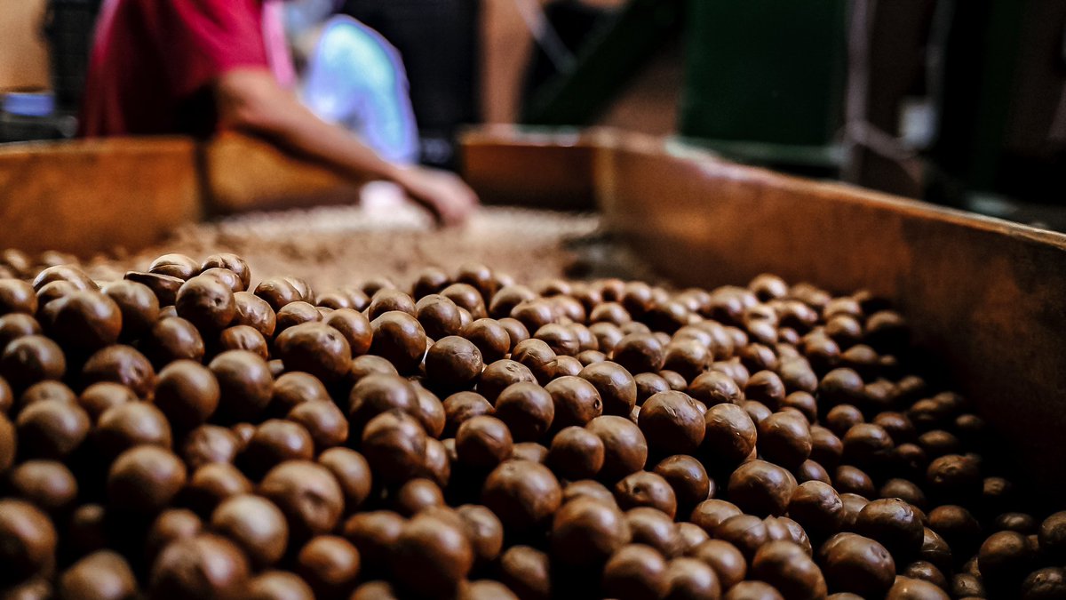 SimplyNic2's tweet photo. Processing macadamia nuts... #photography #fujifilm #x100v #documentyourdays #photography #passion https://t.co/mM6G5il3bu