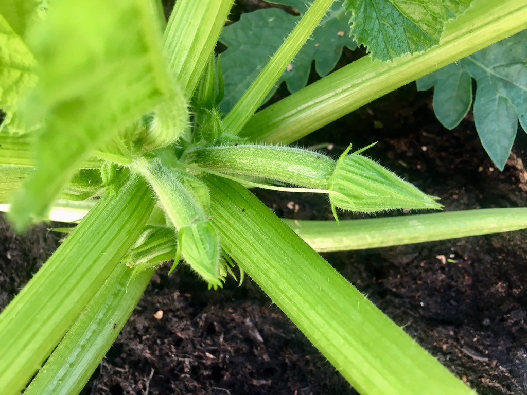 Are these baby courgettes?! Is my plant, which I grew from seed, actually producing courgettes? 