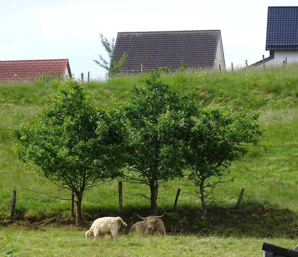 NicolasSustr's tweet image. #Kall in der #Eifel #NRW