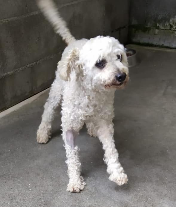 siviaromera1's tweet photo. PERRERA DE BANDO SANTIAGO DE COMPOSTELA
CASO MUY URGENTE DE BANDO
PIMPON
Este abuelito de 10 años es un caniche. Hace 1 mes que está en la perrera. Pesa 6 kilitos y es muy bueno y alegre. No para de pedir mimos  X favor no lo está pasando bien. AYUDAAAAAA
TEL. 981575957 https://t.co/dn8csiJ5a4