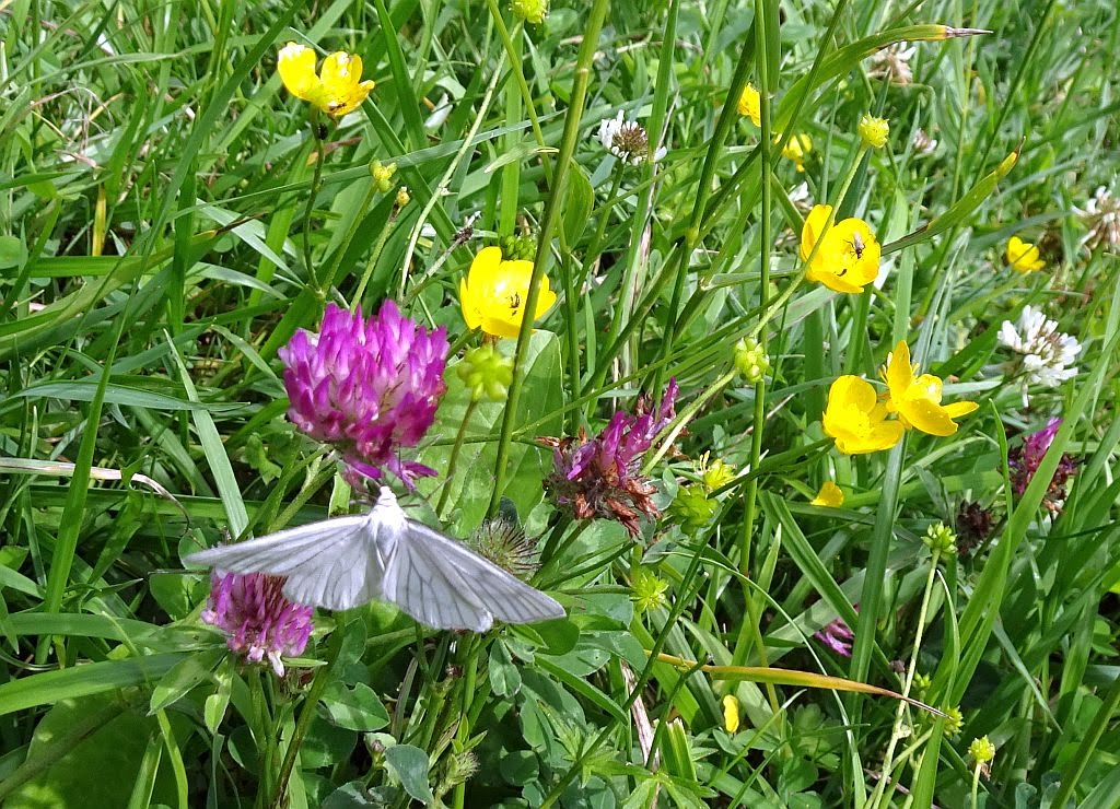 NicolasSustr's tweet image. #Kall in der #Eifel #NRW