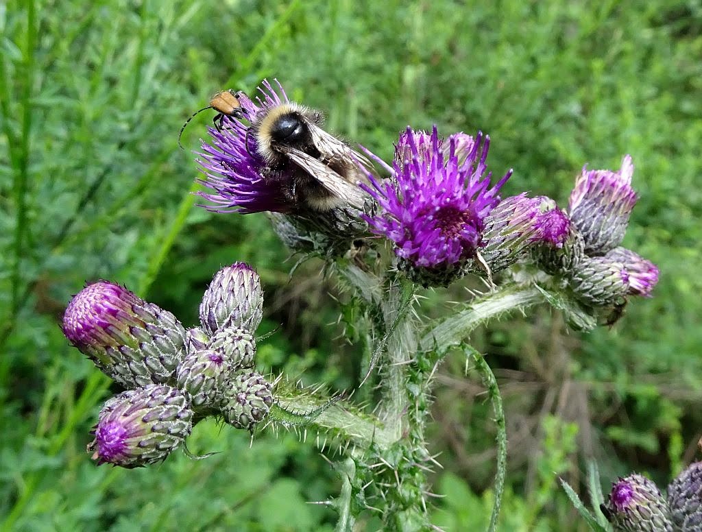 NicolasSustr's tweet image. #Kall in der #Eifel #NRW