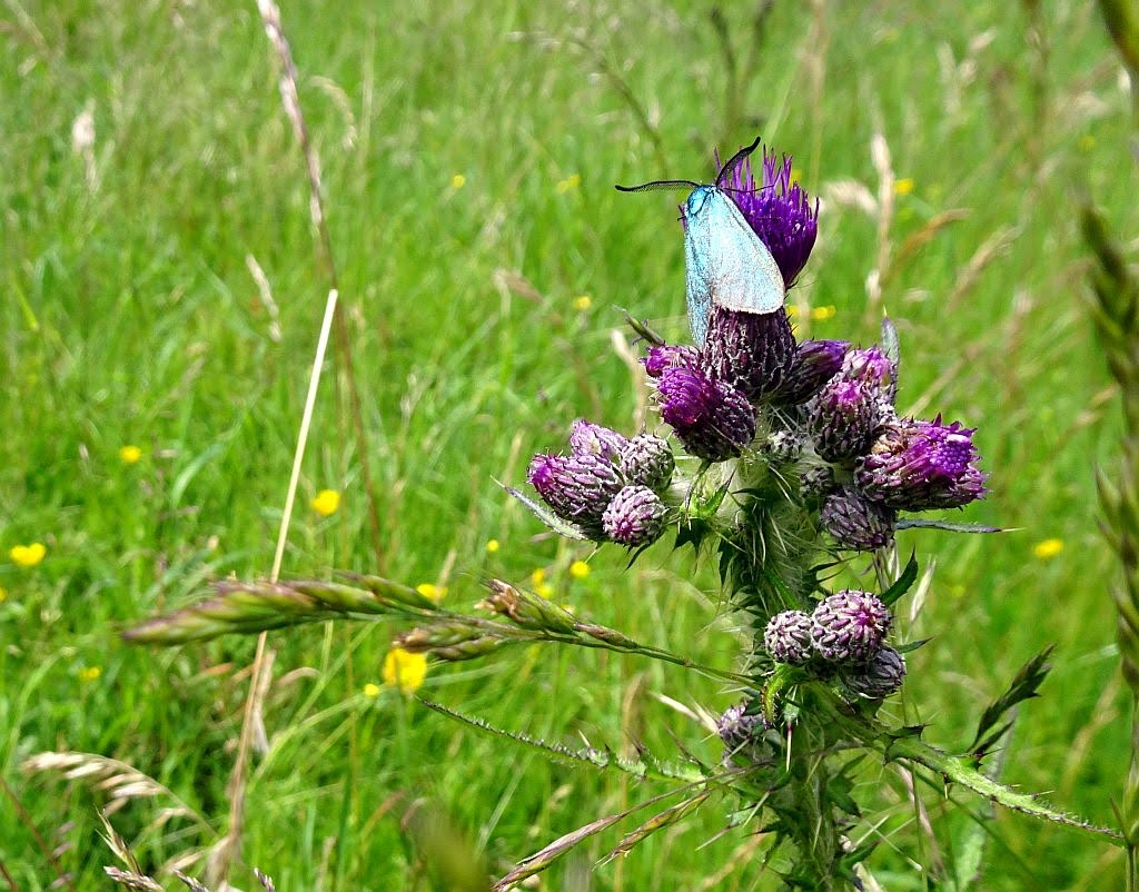 NicolasSustr's tweet image. #Kall in der #Eifel #NRW