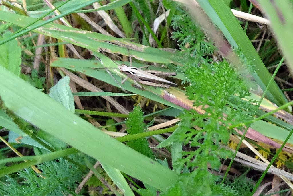 NicolasSustr's tweet image. #Kall in der #Eifel #NRW