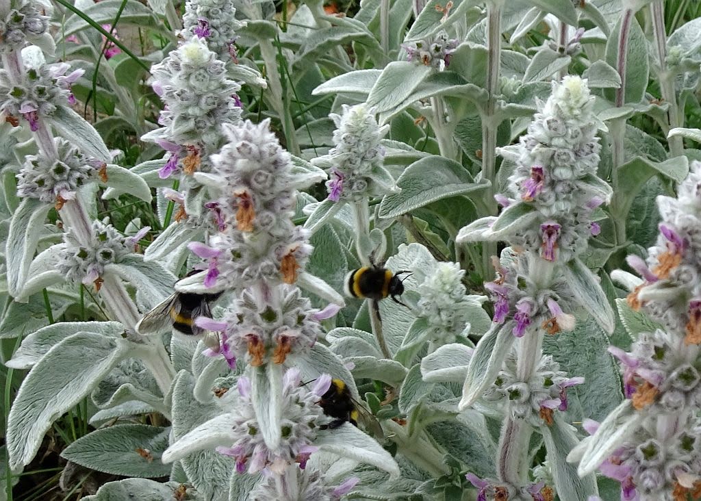 NicolasSustr's tweet image. Hummelpuff in #Kall #Eifel