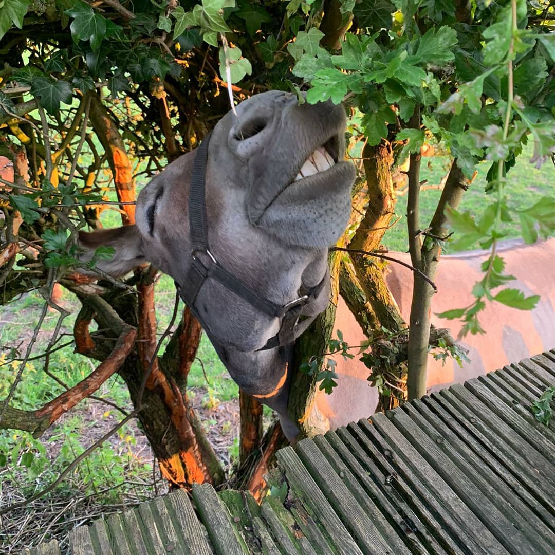 When the weather's hot and the bbq's going, not even Eeyore wants to miss out!😆