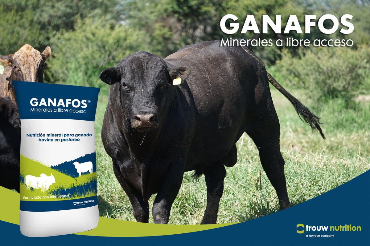 TrouwNutr_MX's tweet photo. #Ganafos son minerales a libre acceso para tu ganado. Aumenta la fertilidad y produce más becerros por año. ¿Aceptas el desafió #GANAFOS?

#AlimentarElFuturo #SoyGanadero https://t.co/RAx390xer4