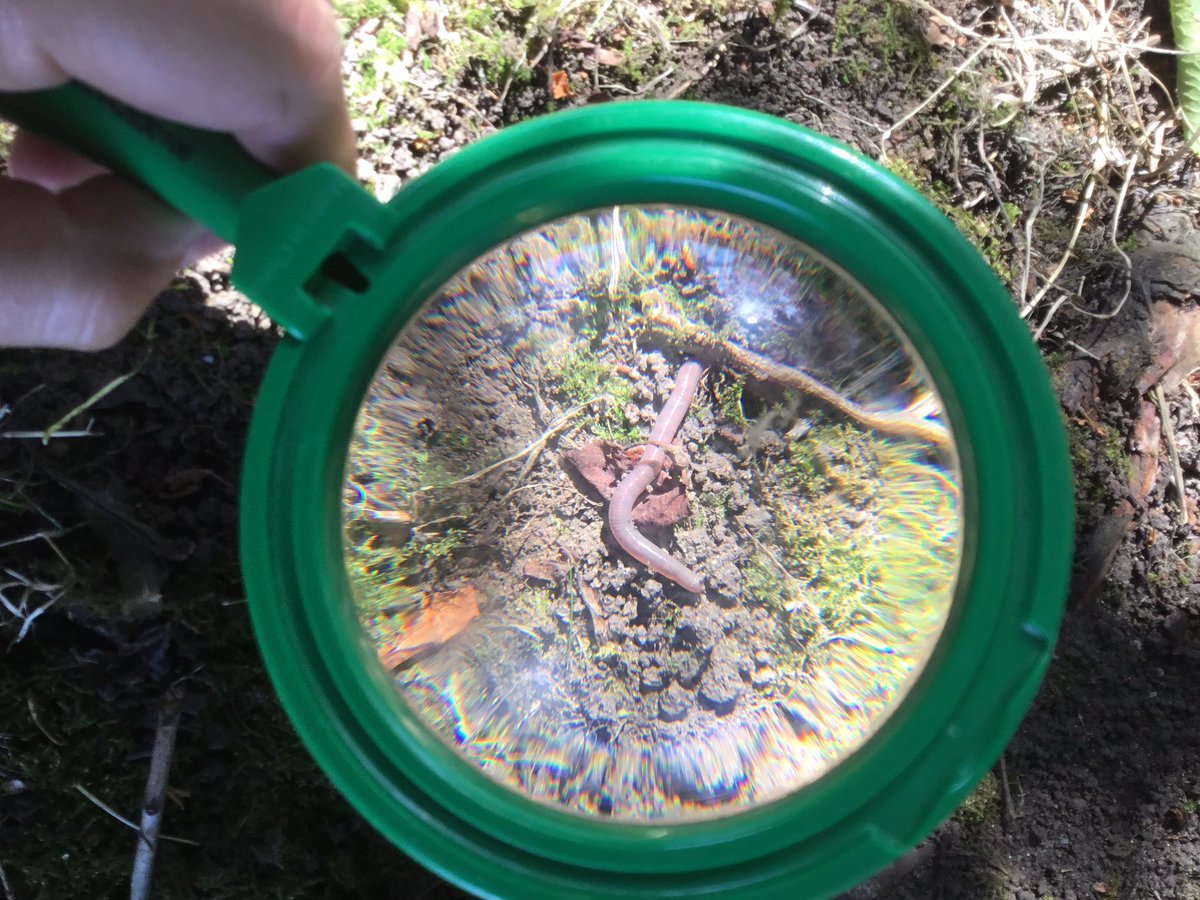 braunstone_cps's tweet photo. What a great day the children had, using their interests and ideas to lead their own learning. They explored different habitats around the school and discovered spiders, worms, bees, ladybirds and ants 🐜🕷🐞🐛🕸🦗🐌🐝 #minibeasthunt #bubble6 #bcps https://t.co/IZP84bDmd5