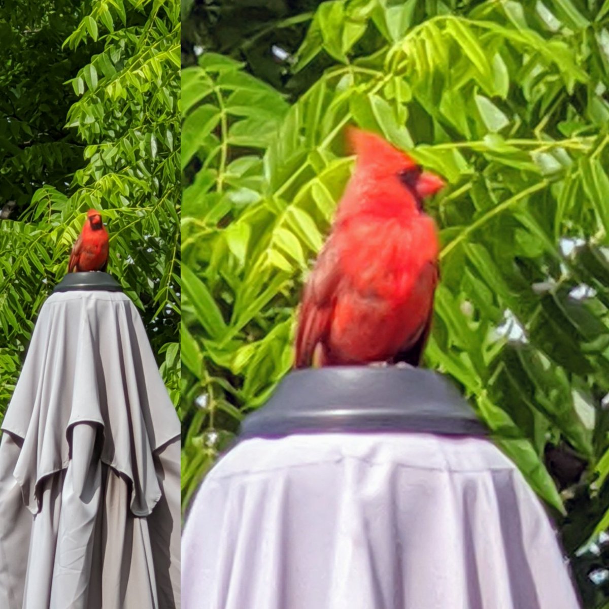 fowlski's tweet photo. This fella came and sat outside the door this morning and sang for a while. Seemed appropriate to tweet about his twitter-ing #Toronto https://t.co/gUnUUSpc54