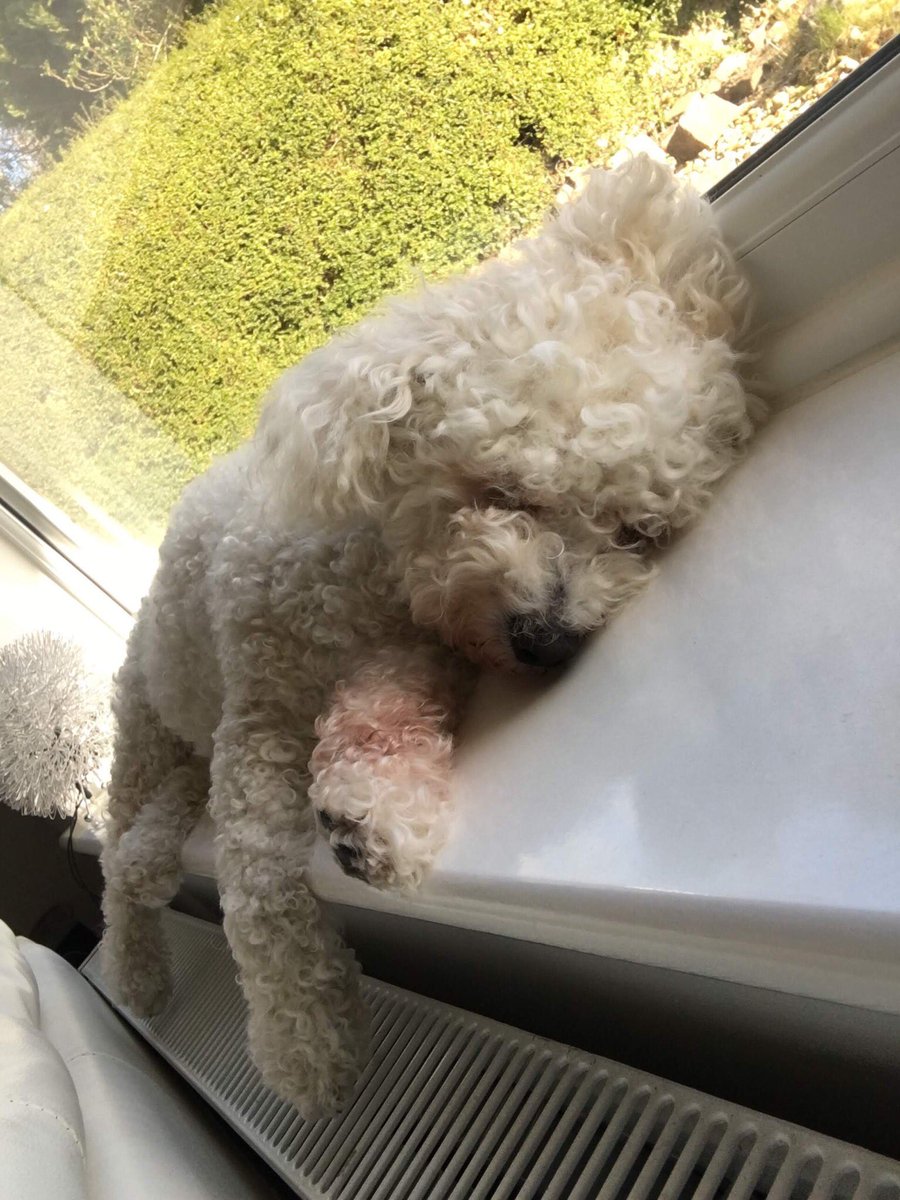 MScHCEAC's tweet photo. Our final #MScHCEAC introduction is for our furry friends who’ve contributed their kilometers on our #RaceToESHRE! We have Meg, Willow, Lily and Rosie - some are a little more tired than others! Well done you adorable bunch! ♥️🐶 https://t.co/fw0hjdvbMN