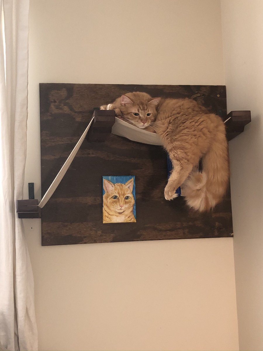 holmesmeg's tweet photo. There are much more important things going on right now but I still have to tell the world that it’s this foot fetish floof’s second birthday! 😻 #HenryIX https://t.co/VwvjnHzI79