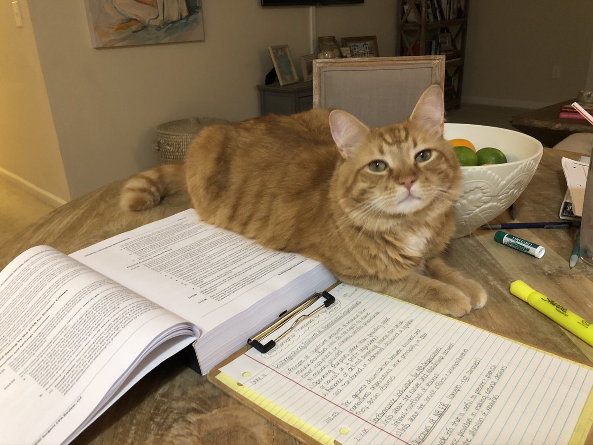 holmesmeg's tweet photo. There are much more important things going on right now but I still have to tell the world that it’s this foot fetish floof’s second birthday! 😻 #HenryIX https://t.co/VwvjnHzI79