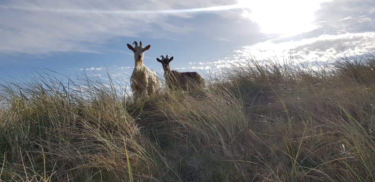 LahinchGolfClub tweet picture