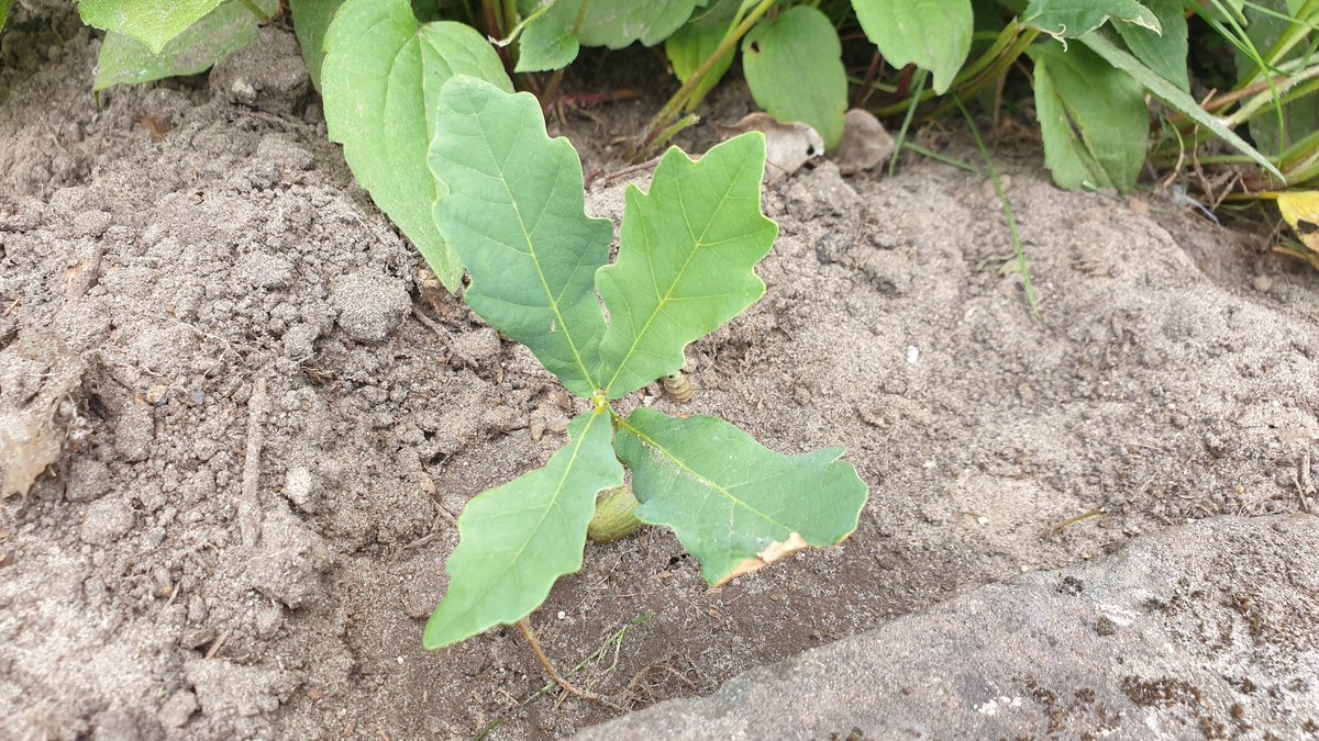 Zoon stopte een eikel in de grond en gaf het elke dag water. Ik dacht: ach wat schattig dat hij het probeert. Maar kijk nou!