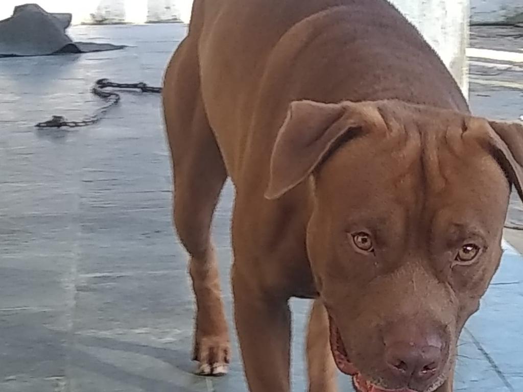Valzack_PH's tweet photo. pitbull do marcinho
#Bradoock #Monster https://t.co/lzdi77lqQy