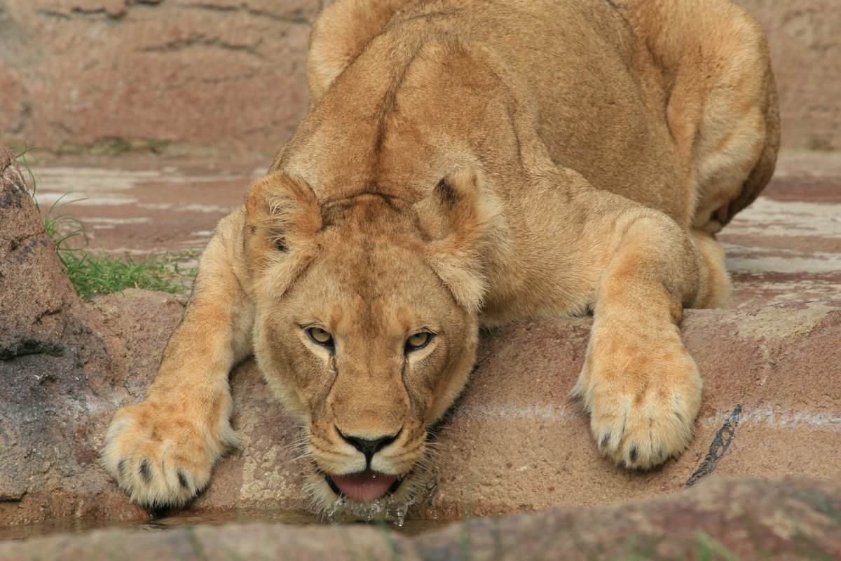 Cameron Park Zoo is mourning the passing of two of its senior citizens, Balou, the North American black bear and Shamfa, our eldest African lion. For the full story, visit 
cameronparkzoo.com/explore/zoo-ne…
