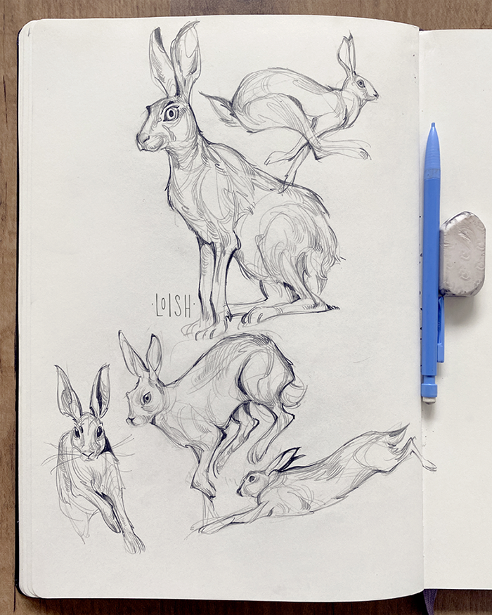 Hare sketches! Or as I like to call them: bunnies. 