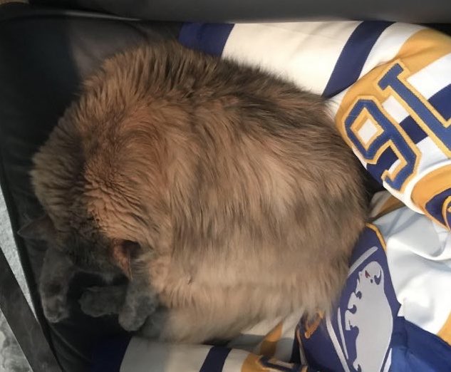 LaurenHensleyTV's tweet photo. Can’t stop 😽 won’t stop 😼 #sleeping 😻 my sleepy #kittyoftwitter won’t leave my side. I sear she gets 18+ hours of #sleep a day. She’s #purrfect #kittypurry https://t.co/l8089WoFDo
