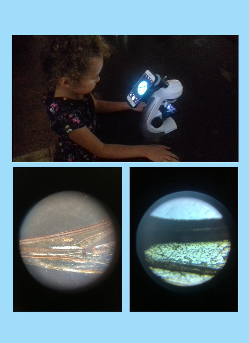 ThatsElementary's tweet photo. #Celebrated #FascinatingWorld of #insects @insectweek @RoyEntSoc #NIW2020๐๐๐in the wood๐ณ#Insecthotel #Bug #game #InsectYoga #Footprint #Grasshoppers ๐ฆ#Insectwings under #microscope #Read #BeetleintheBathroom @moses_brian
Insects Song Peter Weatherall https://t.co/qZrbqtjHKe https://t.co/FQE9slGYwg