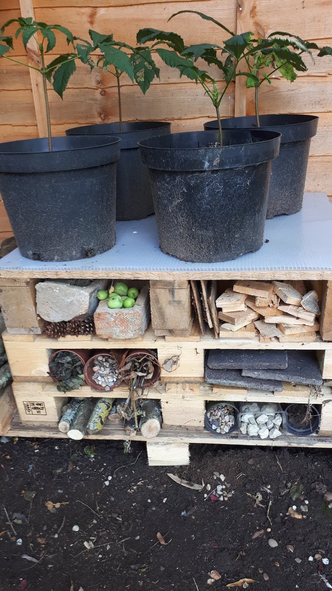 SarahCo57737474's tweet photo. Hello @meerkatsclass1 Sam had ago at building his bug hotel this afternoon 🕷🐞🦗🐜🐝 https://t.co/bLkfDPMzLW