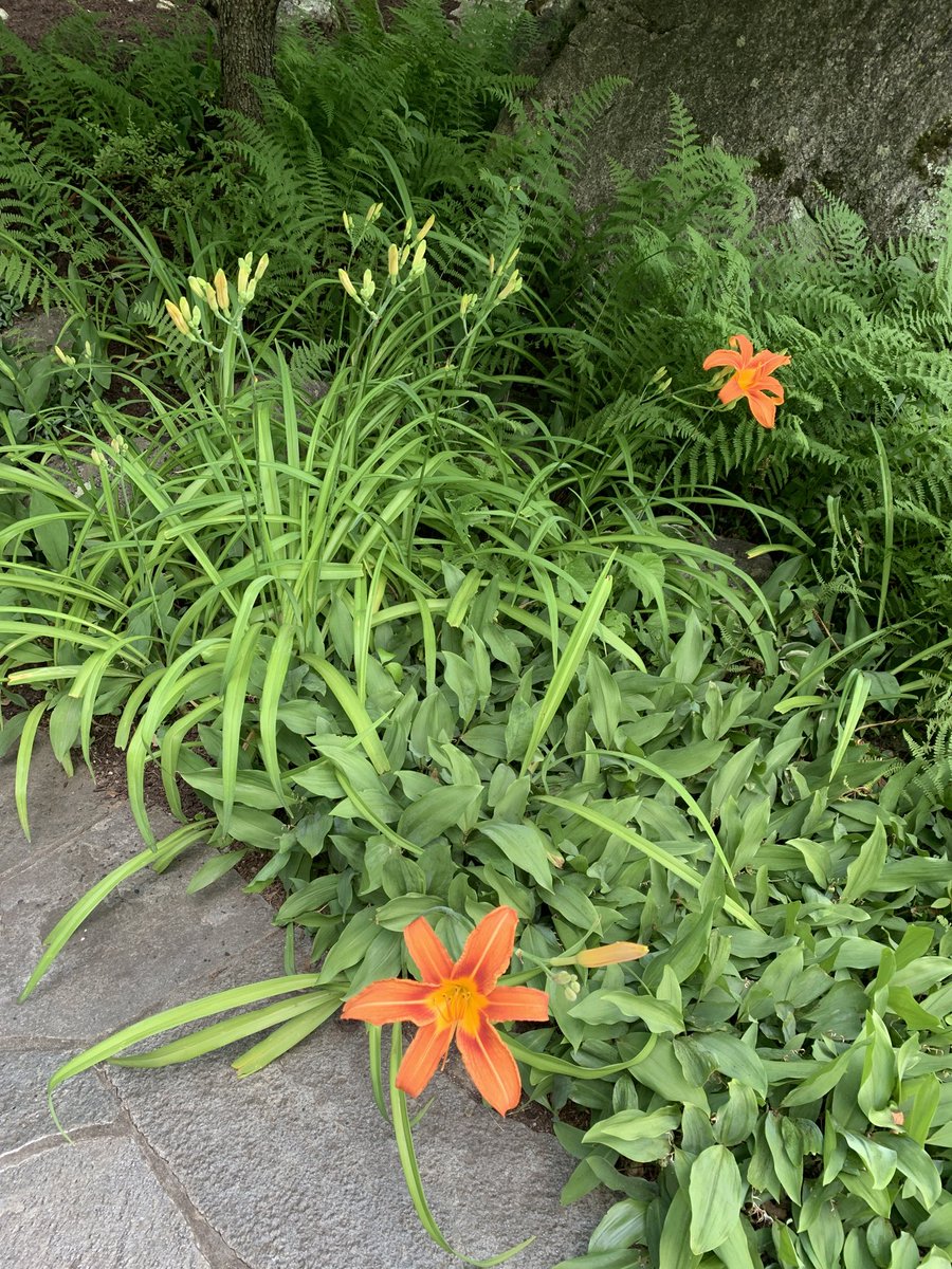 MaryLizLew's tweet photo. First day lilies of the season, and a bumper crop to blossom. Hoping that the season brings blossoming days to many! #renewal #peace #staysafe https://t.co/7NroBz6etf